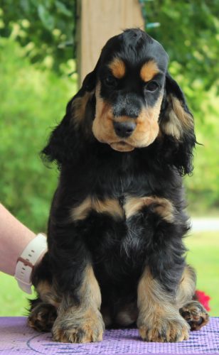 Archie - Cocker Spaniel Puppy