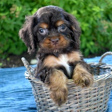 Bella - American Cocker Spaniel