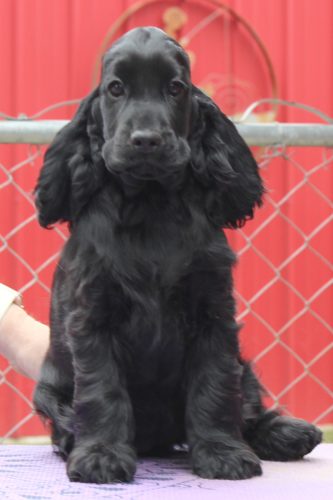Bella - Cocker Spaniel Puppy