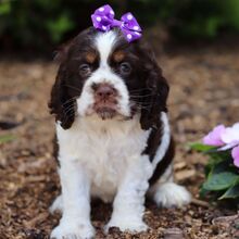 Buddy - American Cocker Spaniel