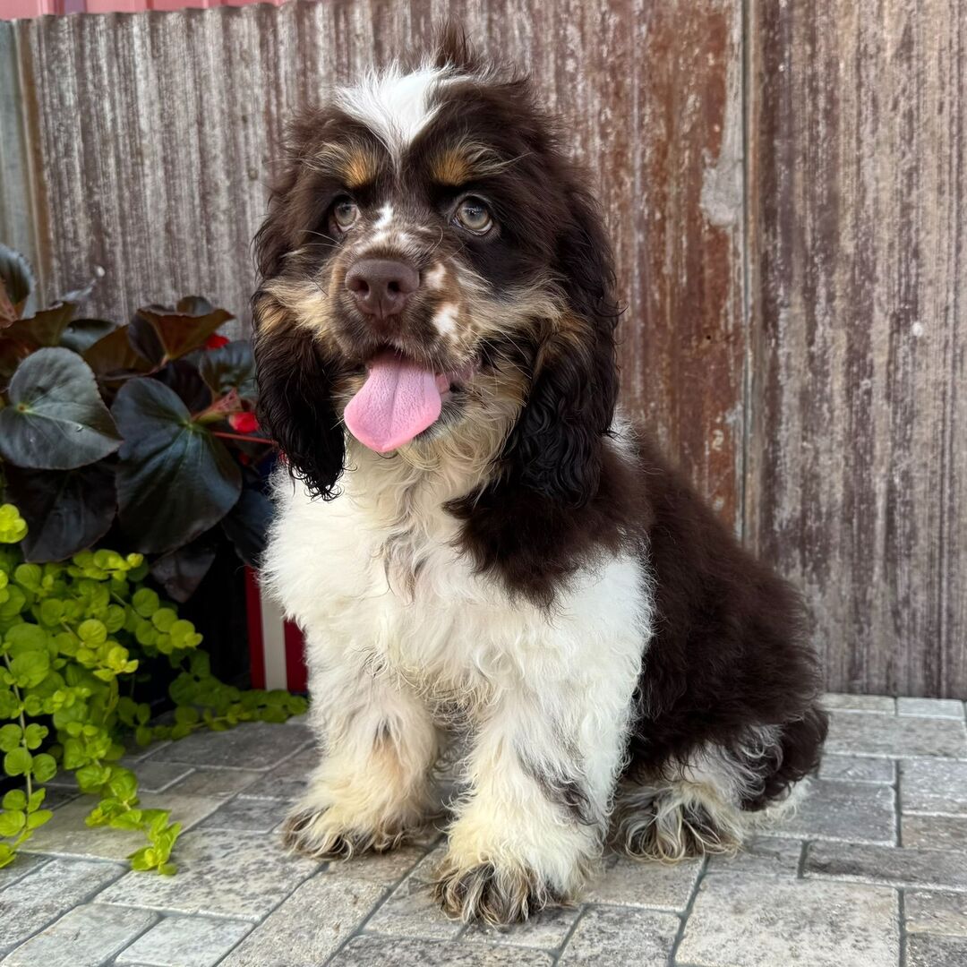 Charlie 2