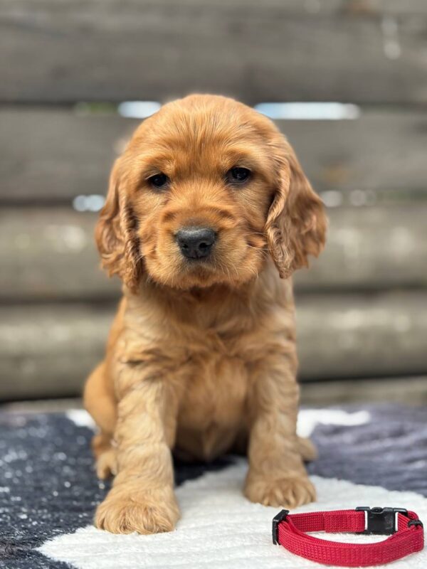 Charlie 1