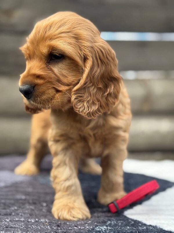 Charlie 3