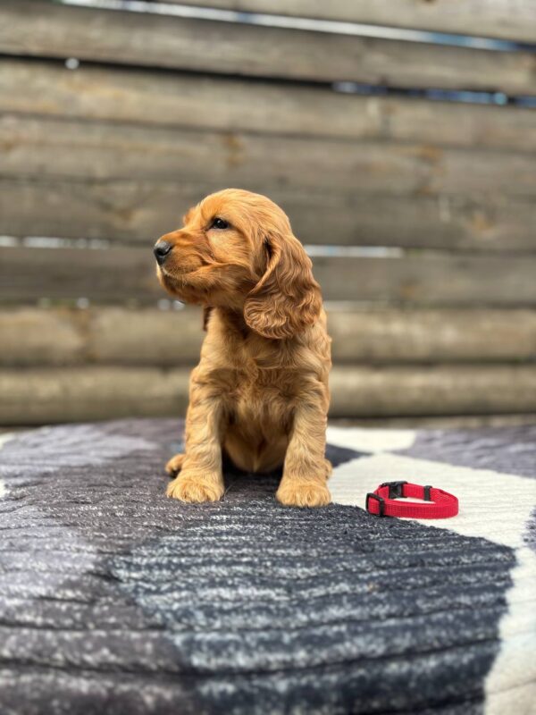 Charlie 4