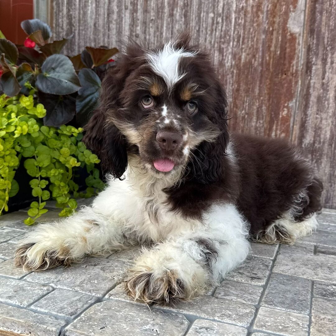 Cooper - Cocker Spaniel Puppy