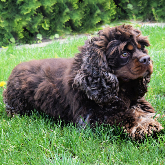 Cooper 2