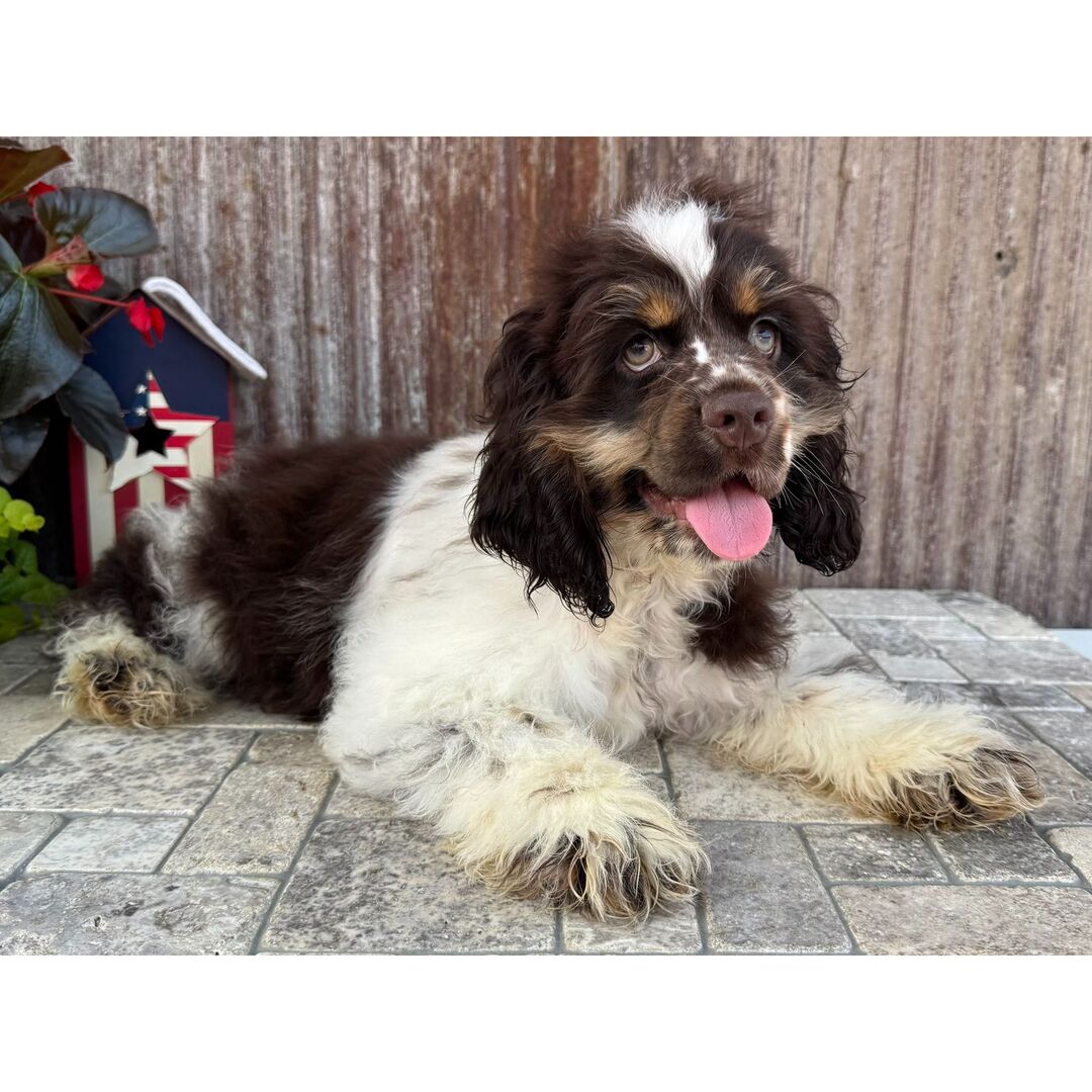 Cooper 5