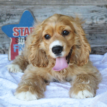 Daisy - American Cocker Spaniel