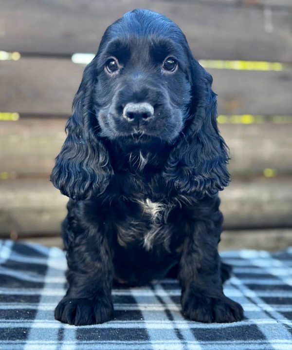 Daisy - Cocker Spaniel Puppy
