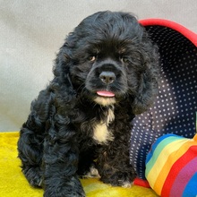 Lucy - American Cocker Spaniel