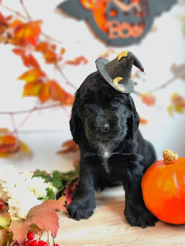 Luna - Cocker Spaniel Puppy