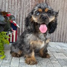 Max - American Cocker Spaniel