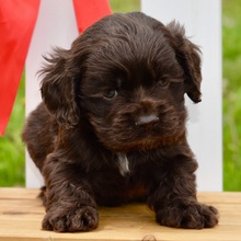 Molly - Cocker Spaniel Puppy