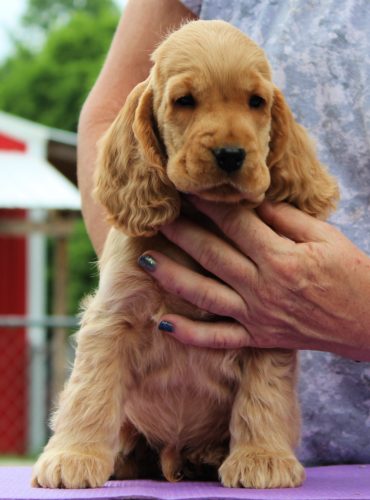 Molly - Cocker Spaniel Puppy