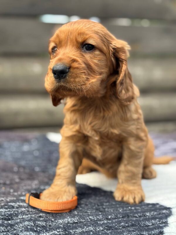 Oliver 2