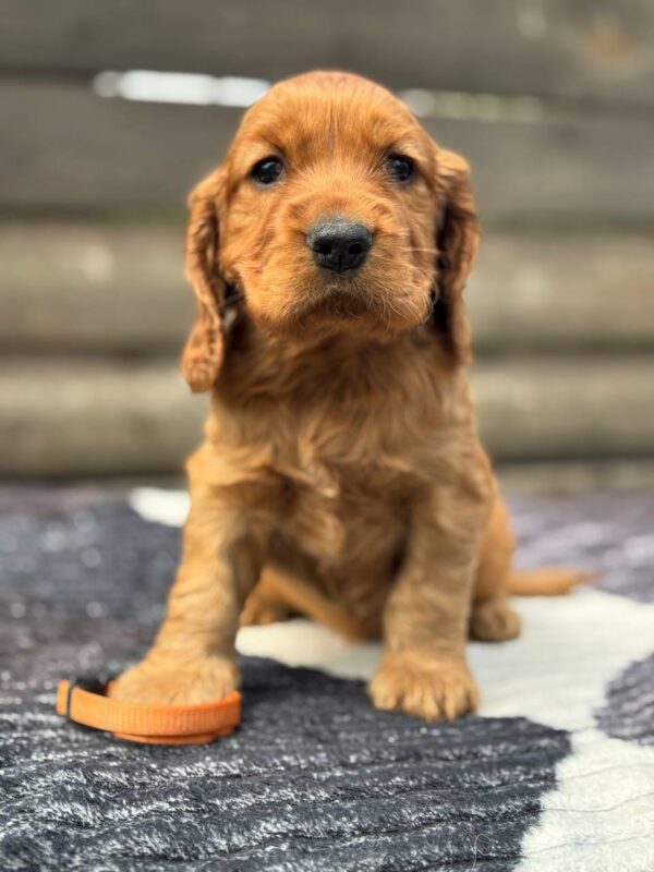 Oliver 3