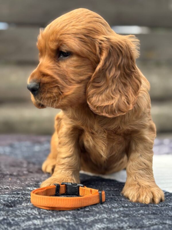 Oliver 4
