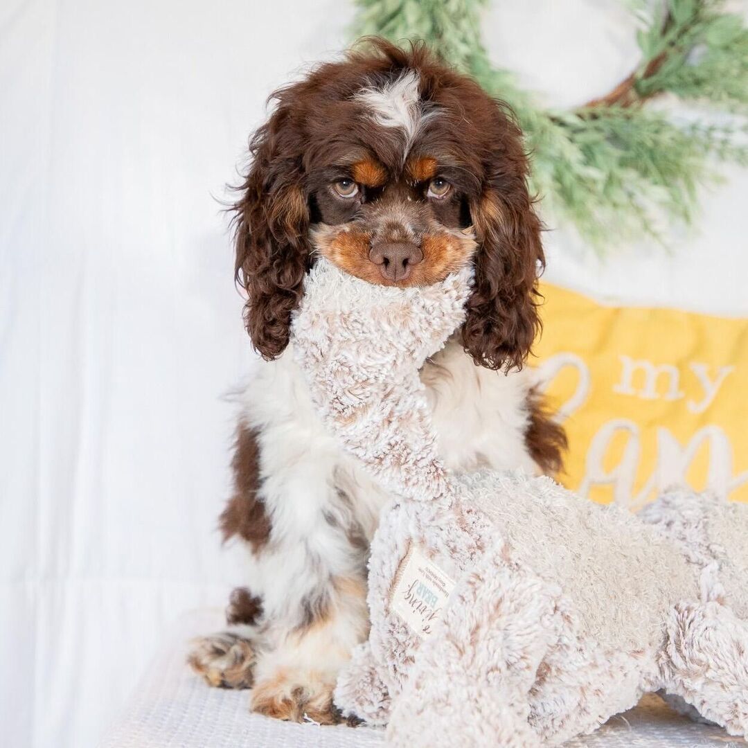 Rosie - American Cocker Spaniel
