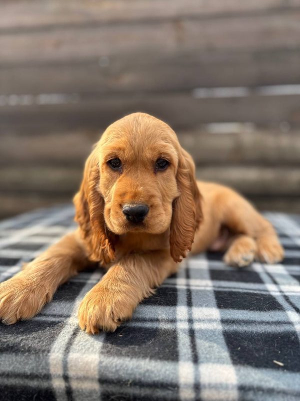 Teddy - Cocker Spaniel Puppy