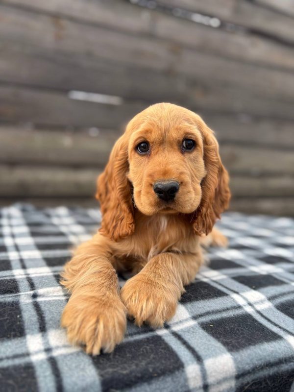 Teddy 3