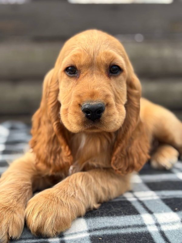 Teddy 4