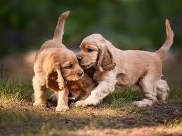 Family with spaniel puppy