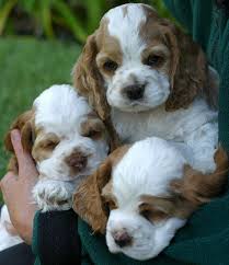 Spaniel with kids